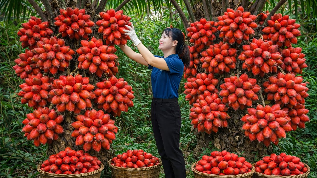 Harvesting GIANT Red Salak Fruits (Snake Fruit) to Sell | The Tree Is Completely Covered