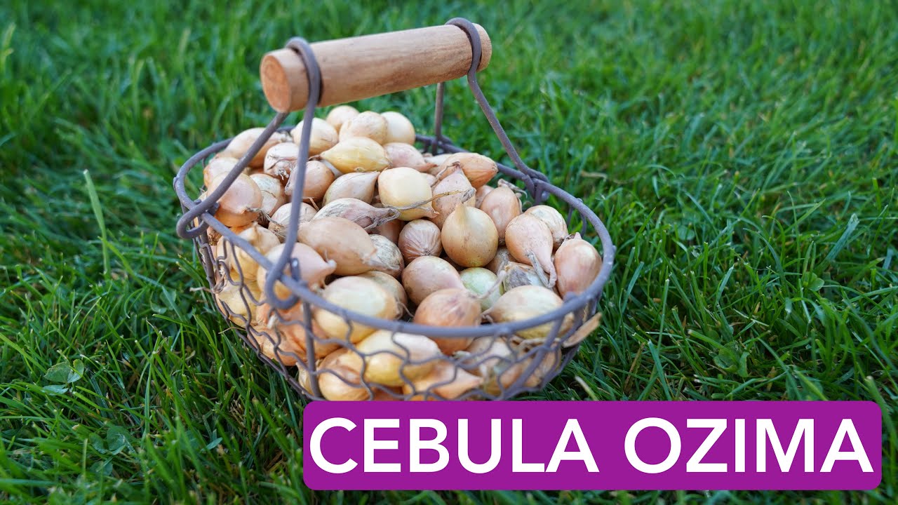 CEBULA ZIMOWA DYMKA KIEDY SADZIĆ ? CZYM ZAPRAWIAĆ CEBULĘ DYMKĘ PRZED WSADZENIEM. UPRAWA CEBULI
