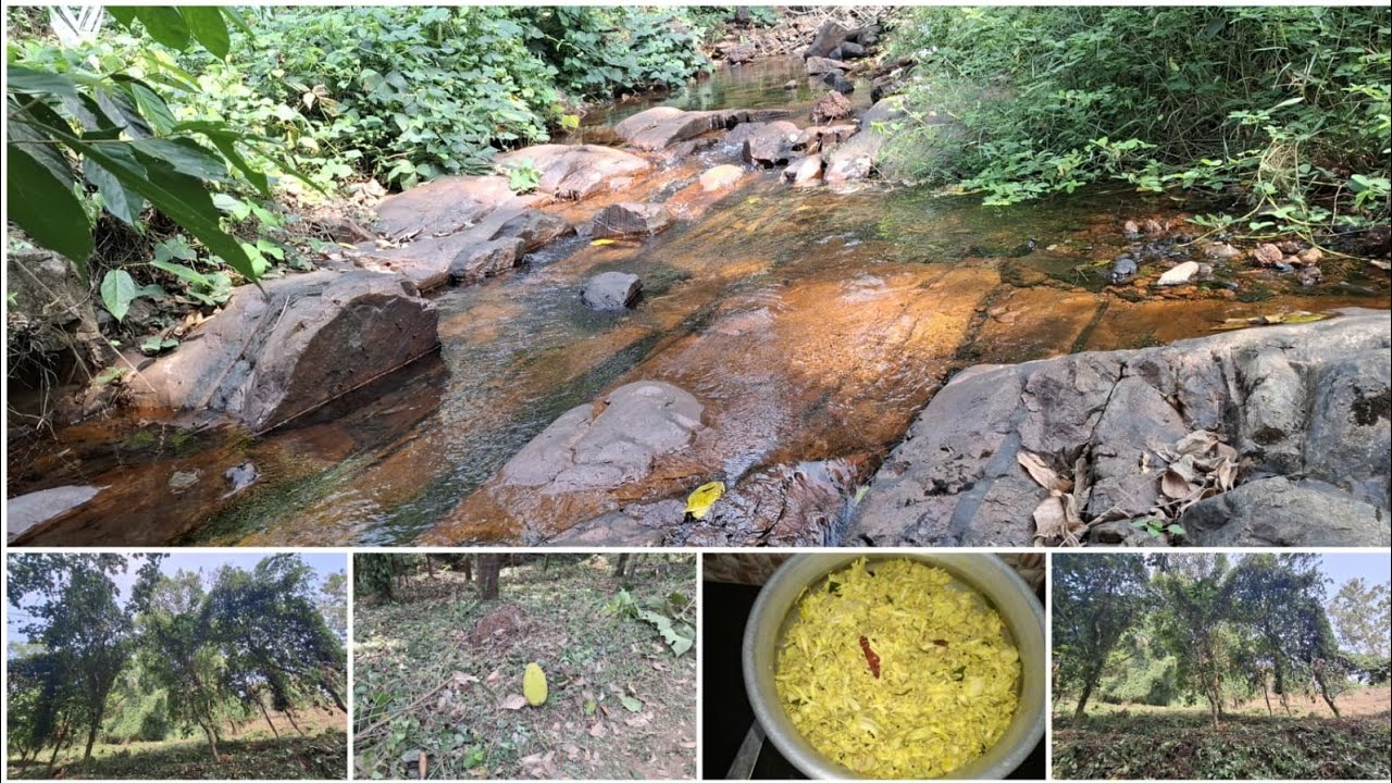 ഞങ്ങളെ നാടും പറമ്പും കണ്ടാലോ😊🏞️🏞️🌿