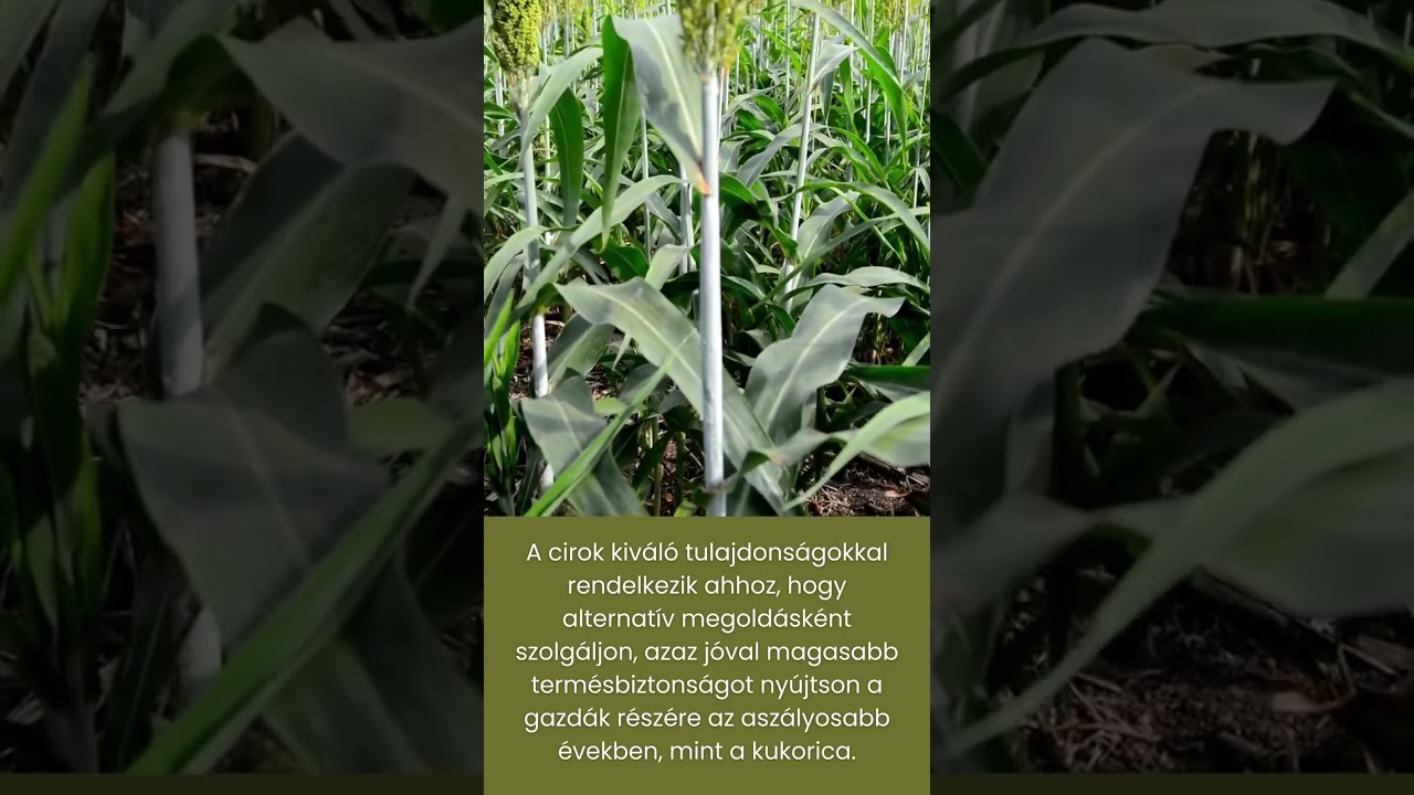 Cirok, mint alternat&iacute;v megold&aacute;s