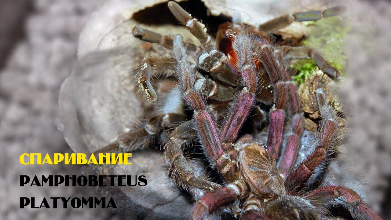 Спаривание Pamphobeteus platyomma / Pamphobeteus platyomma mating