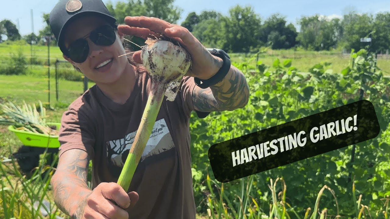 Harvesting And Curing Garlic!