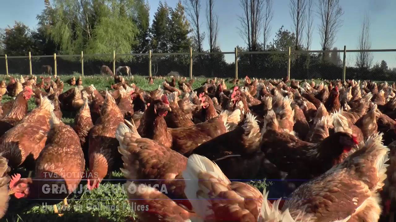 Gallinas Felices en Linares. Huevos contentos en Chile 🐔