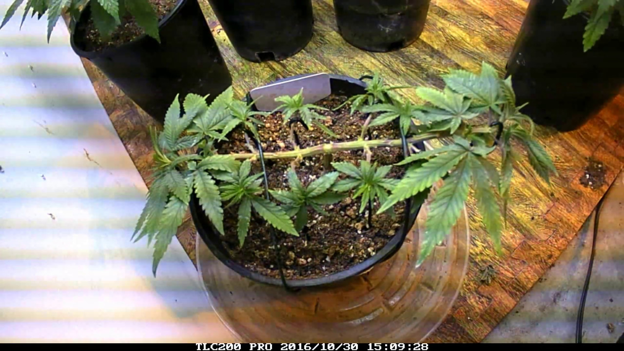 Fluxing Incredible! Part 2 Time Lapse