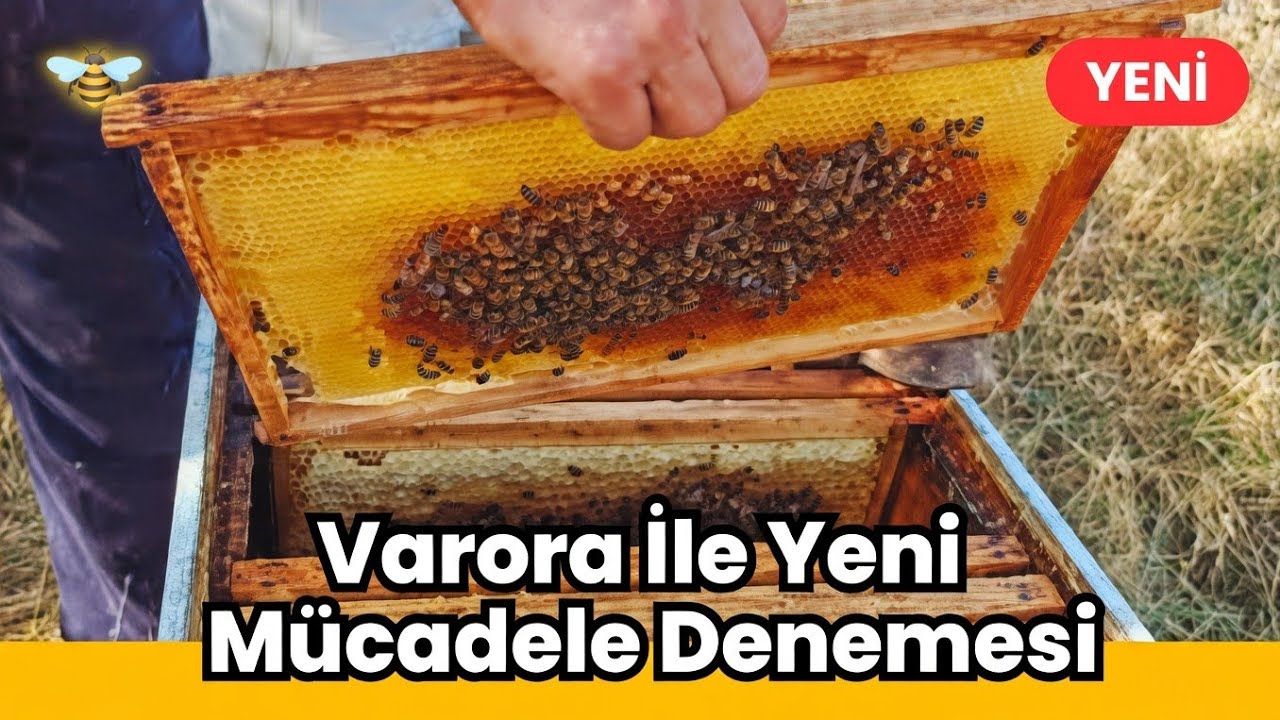 Macar Ustadan Varora Ve Ağ Kurdu İçin  Uygulama  #arıcılık #varora 