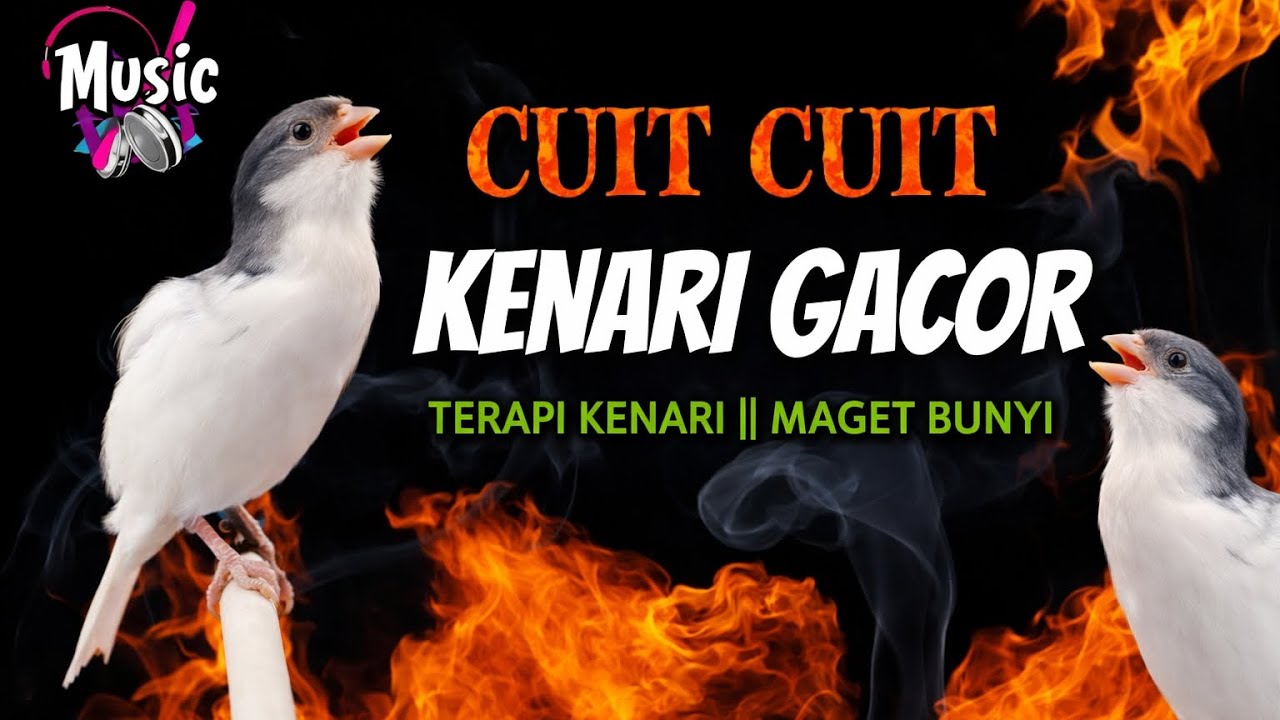 cuit cuit kenari gacor || terapi kenari macet bunyi #masterankenari #kenarigacor #terapikenari 