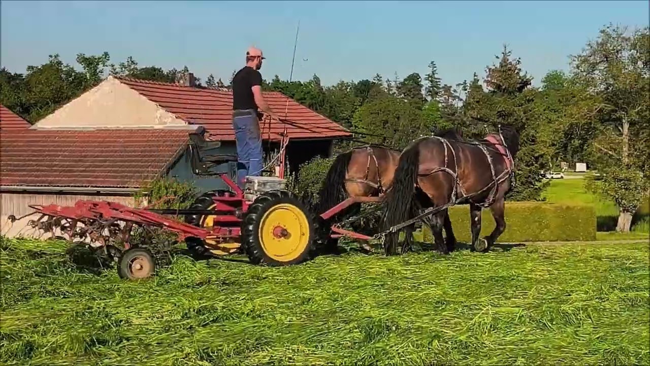 Ausbildung junger Pferde für die landwirtschaftliche Arbeit | Grasernte 1. Schnitt 2025