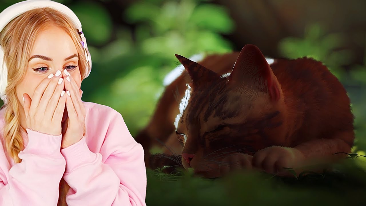 I love cats - Stray highlights