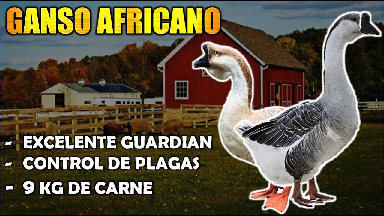 DESCUBRIENDO AL MARAVILLO GANSO AFRICANO - Reproducción, Enfermedades, Ventajas y Desventajas