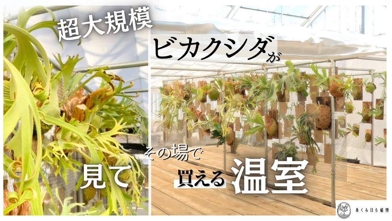 「植物が買える温室」大規模なビカクシダ農園の見学ツアー