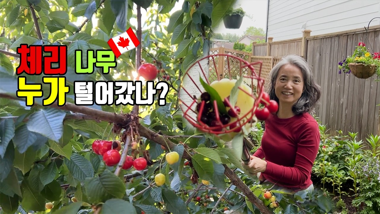 초여름 일상, 체리도 따고, 곰도 만나고