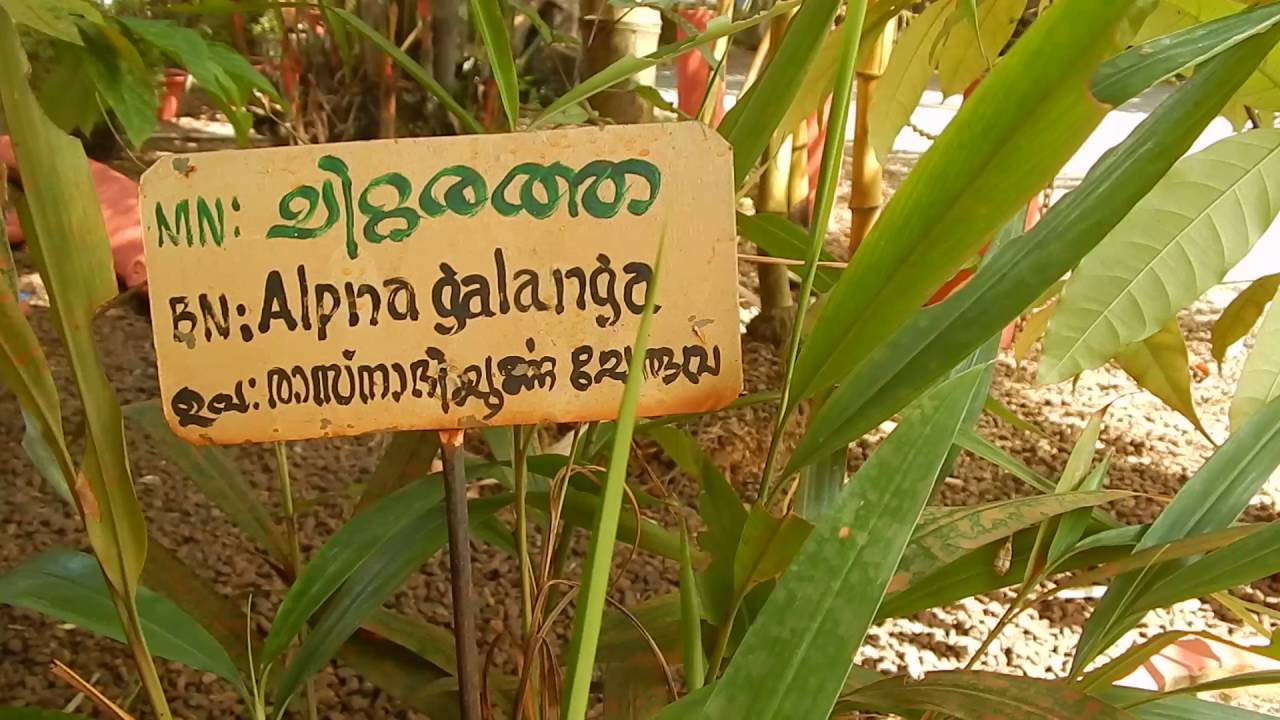 chittaratah - (Alpinia galanga) rasnadichurnam-prevents cold