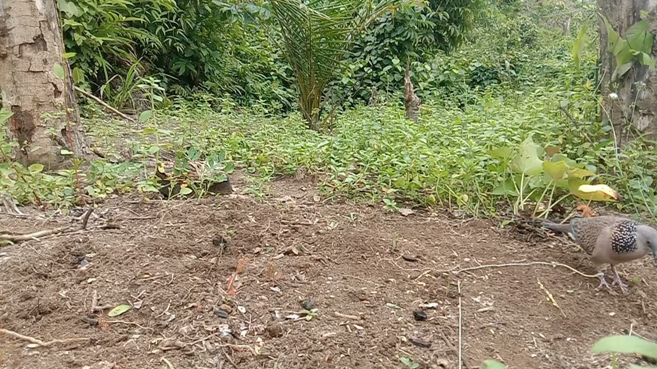 Perdana jumpa bl begini sobat, kerja nya cuma mondar mandir, tidak mau turun🤦@tekukurmeranginjambi 