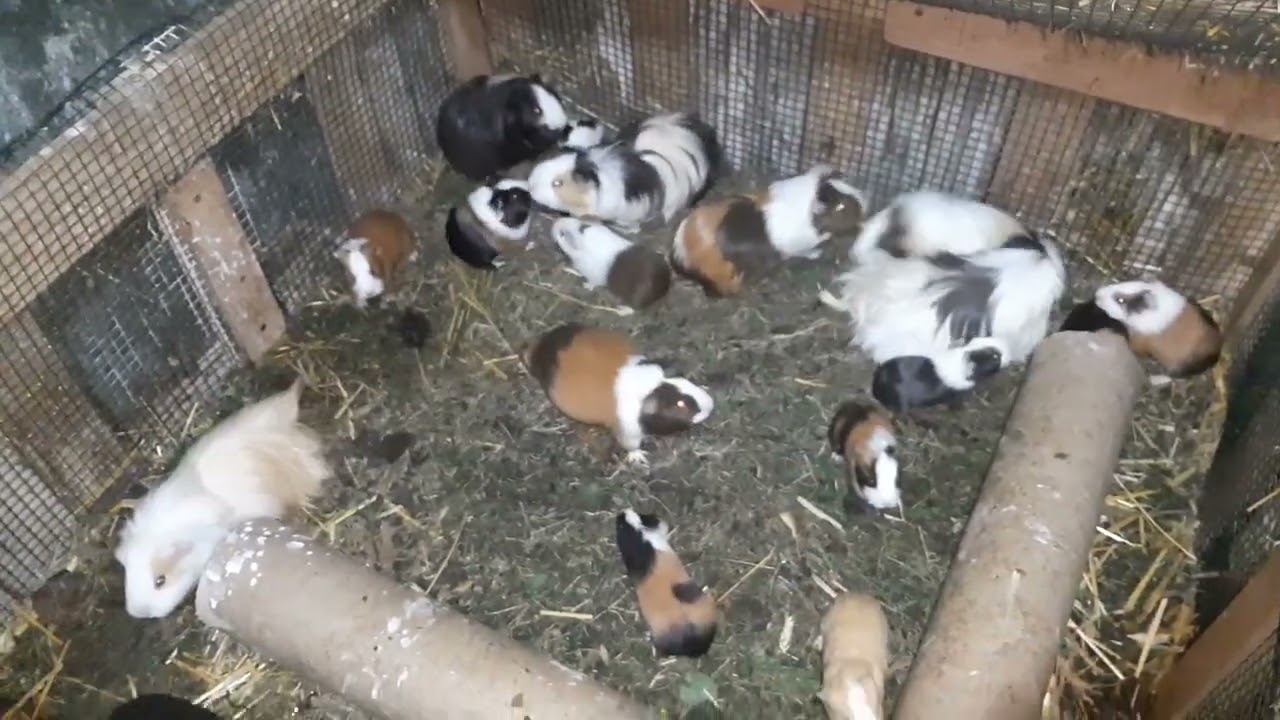 Porcușori de Guineea/masculași de vânzare 