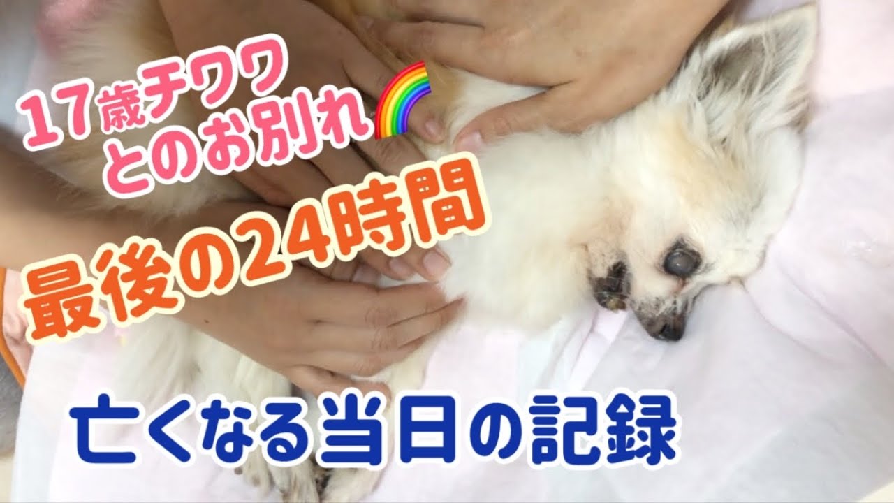 17歳老犬🌈頑張った最期の様子⑤〜当日〜