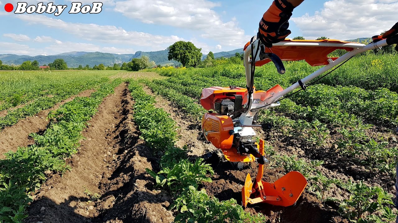Am acoperit cartofii cu motosapa si rarita + stropire de gandaci si mana / Dig potatoes