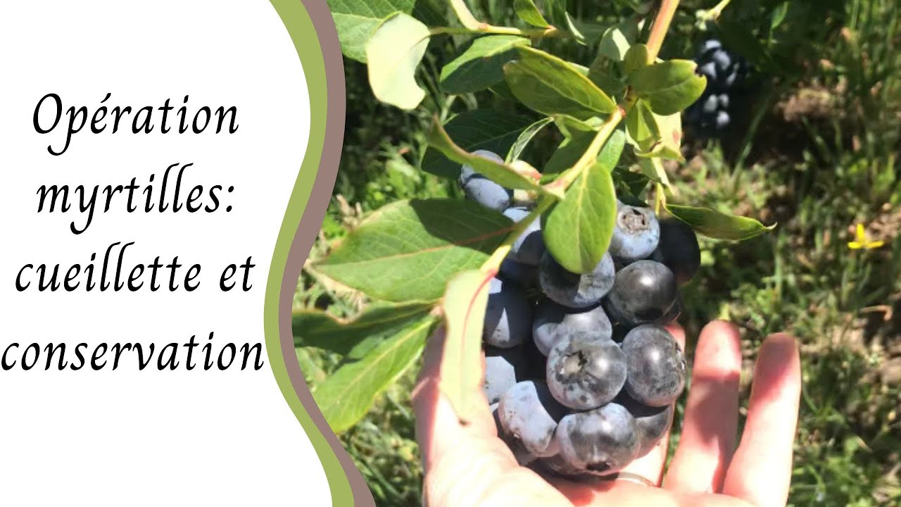 Operation myrtilles : cueillette et conservation : confiture, déshydratation et congélation