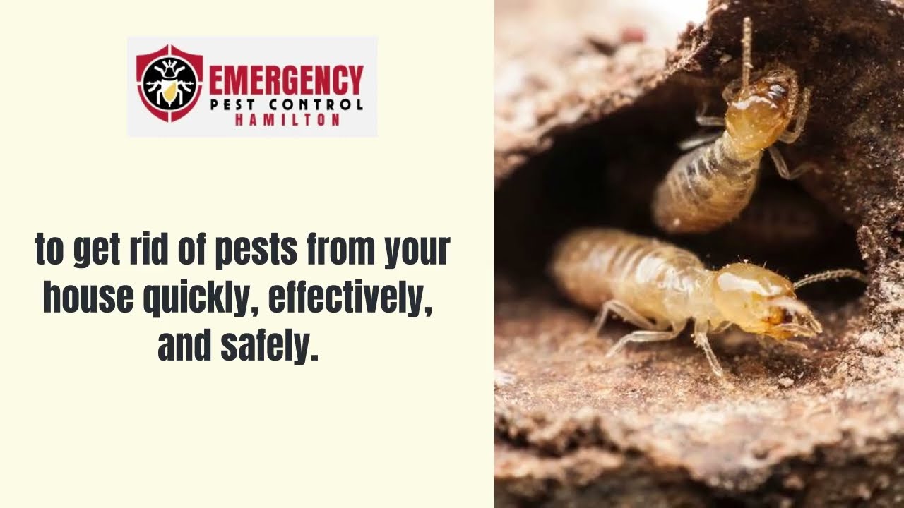 Pest Control Service- Hamilton Emergency Pest Control