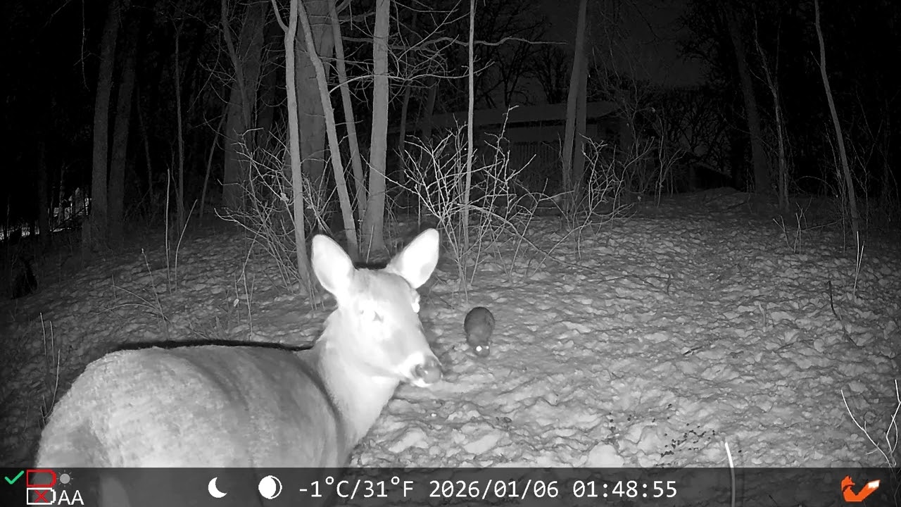 01/06/26 Trail Cam