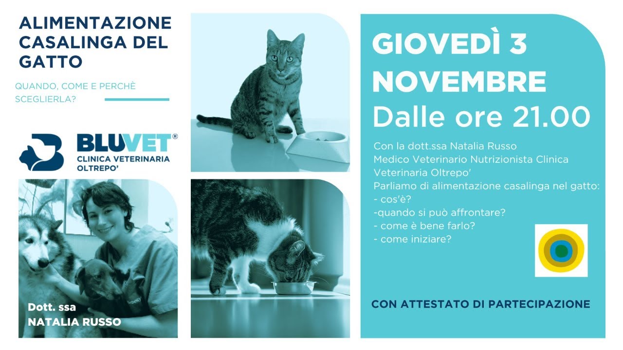 Alimentazione casalinga del gatto