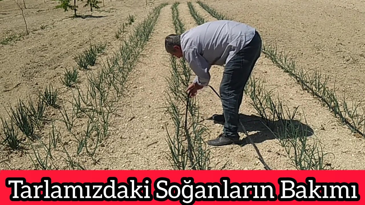 Kışlık Soğana İlk Su Ne Zaman Verilir ?