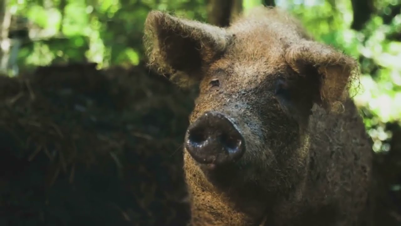 Biggest Forest Pig You Will Meet #animals #funny #facts #education #happy #viral #nature #watch #fyp