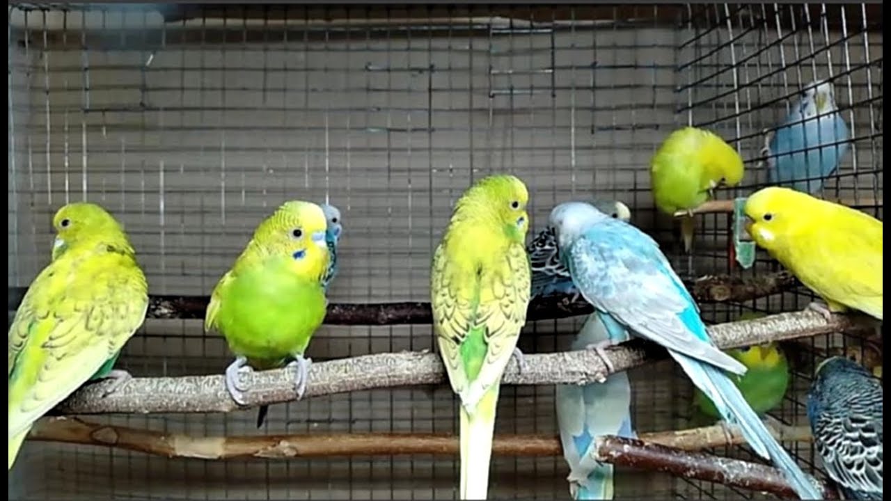 Relaxing Parakeet Voices | Natural Bird Audio