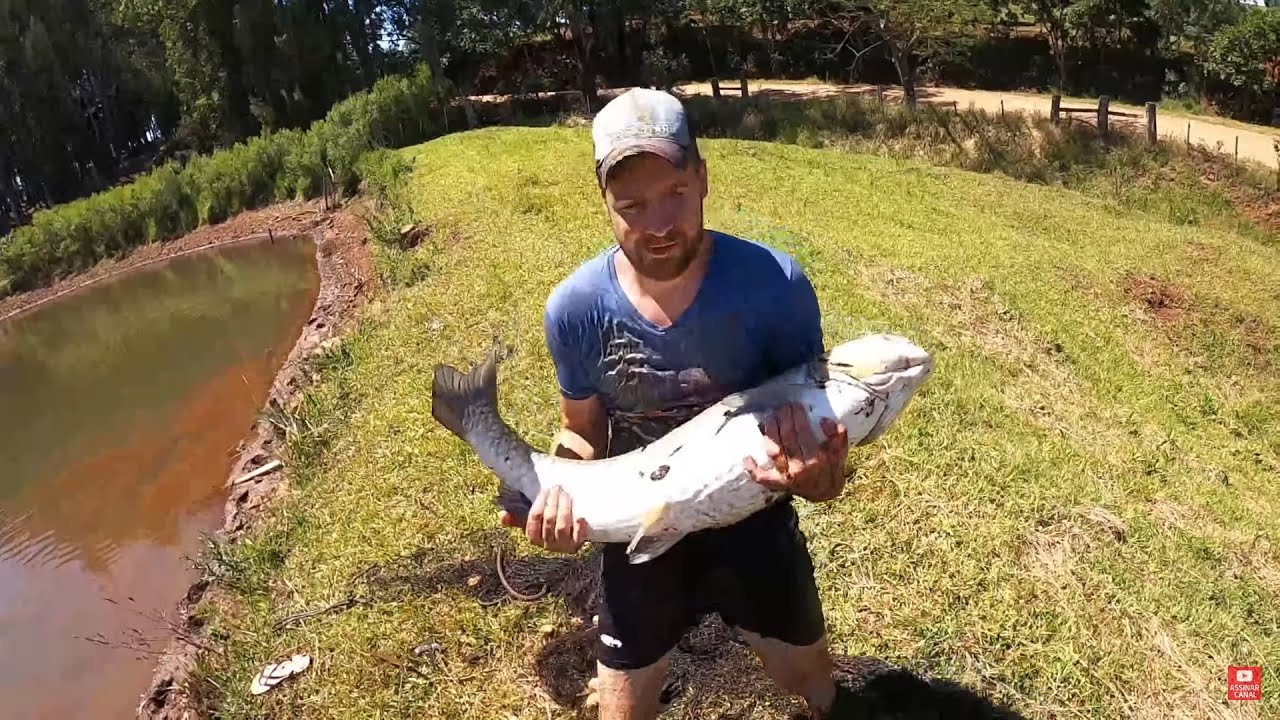 CARPA CAPIM GIGANTE PEGA NO ARRASTÃO !!!