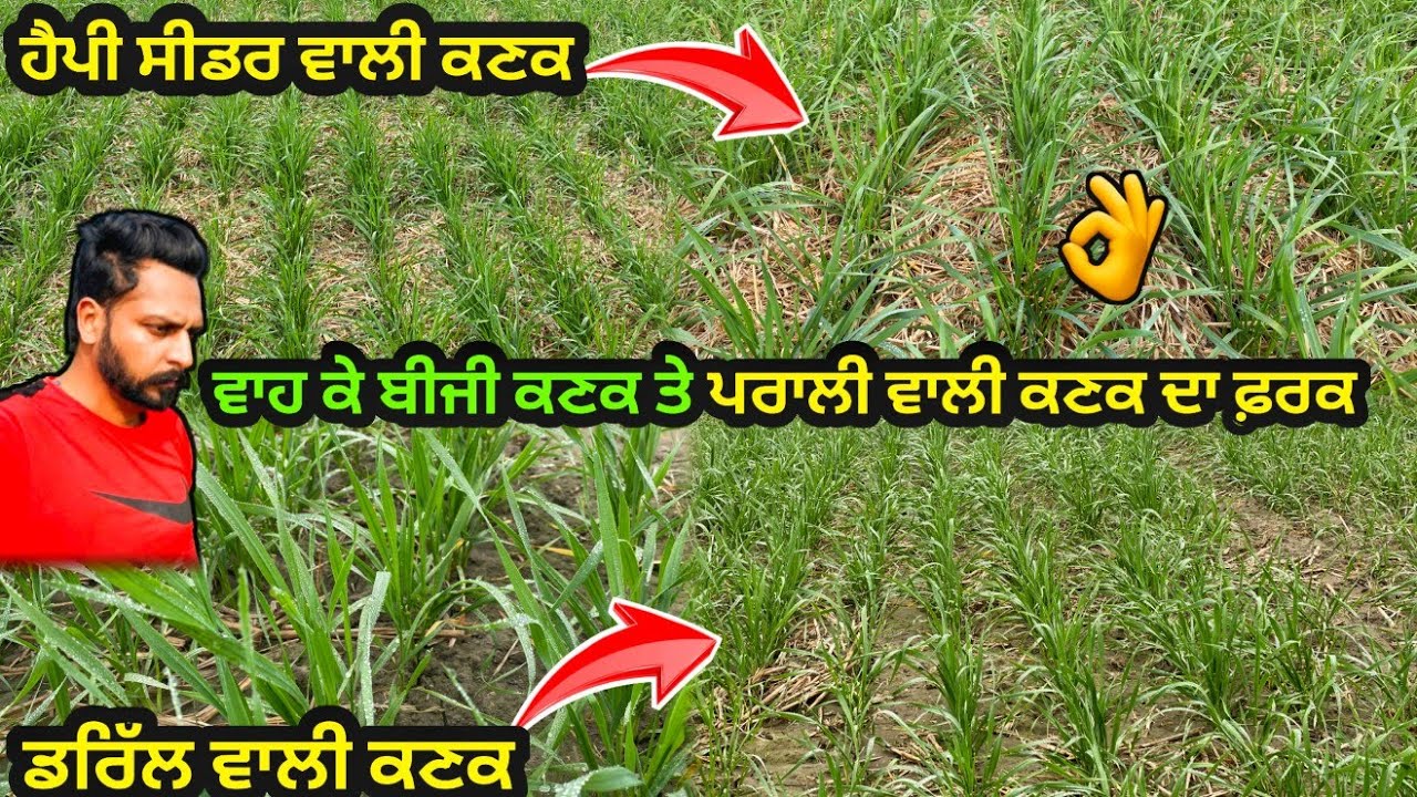 ਹੈਪੀ ਸੀਡਰ V/S ਡਰਿੱਲ ਵਾਲੀ ਕਣਕ 