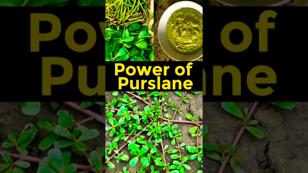 Purslane: The Underestimated Superfood with Maximum Health Benefits!