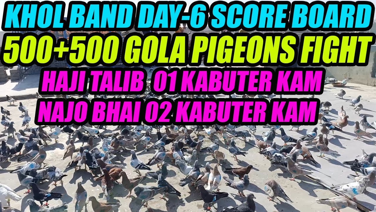 KHOL BAND DAY-6 500+500 Gola Pigeons Fight Haji Talib Sahab VS Najo Bhai Gola Kabooter Larrayya