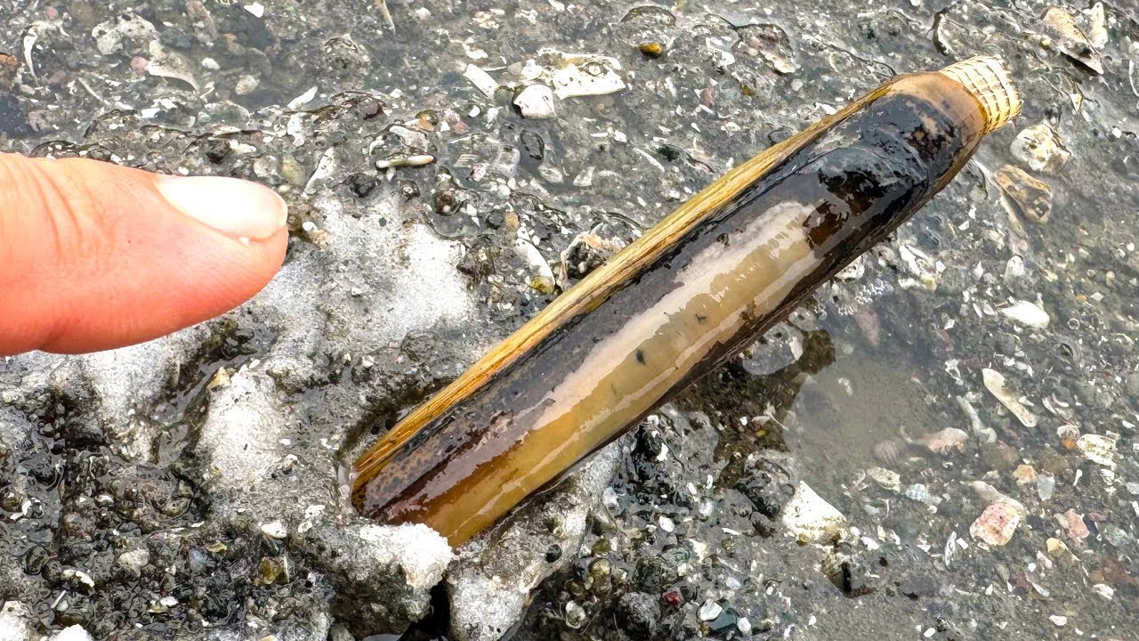 塩を大量にバラ撒いたら大量の貝が飛び出してきた！