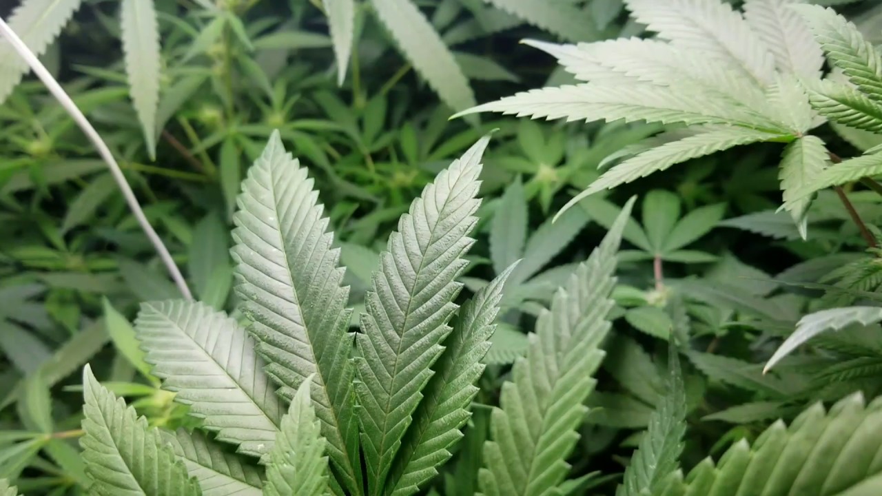 Week 2 of flower update Royal Ribbon, grape OG, Gelato run