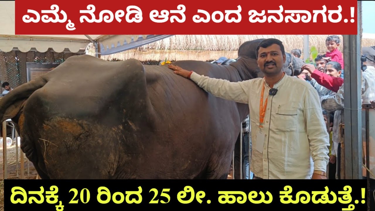 ಆನೆ ತರಹದ ಎಮ್ಮೆ.! ದಿನಕ್ಕೆ 20 ರಿಂದ 25 ಲೀ. ಹಾಲು ಕೊಡುತ್ತೆ.! ದೇಸಿ ಹಸುಗಳು ದಿನಕ್ಕೆ 10-15 ಲೀ. ಕೊಡುತ್ತಿವೆ.!