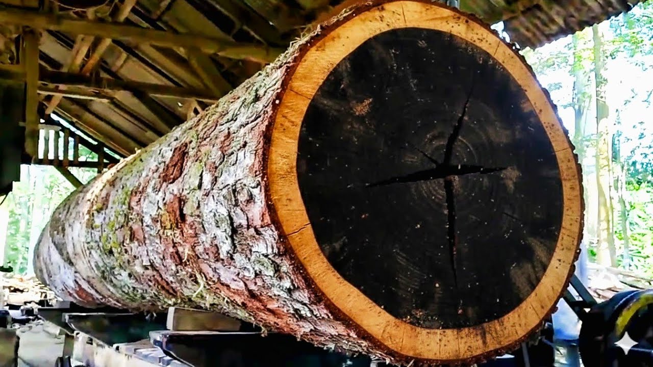 🌲The mystery of the beautiful black-fibrous giant tree at the sawmill