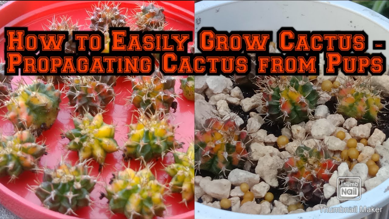 How to Easily Grow Cactus l Propagating Cactus from Pups