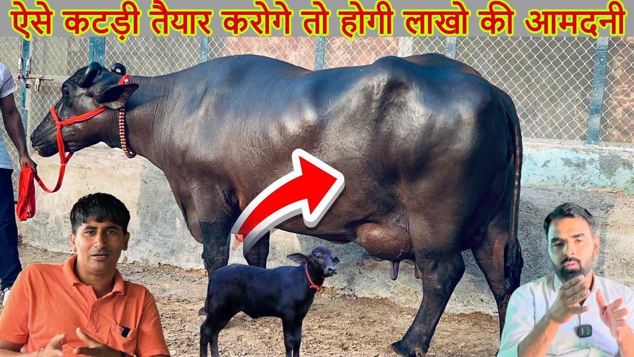 रमेश बैनीवाल ने बताई सच्चाई “कैसे एक कटड़ी से लाखों की भैंस तैयार करे ।ऐसी जानकारी कन्ही नहीं मिलेगी