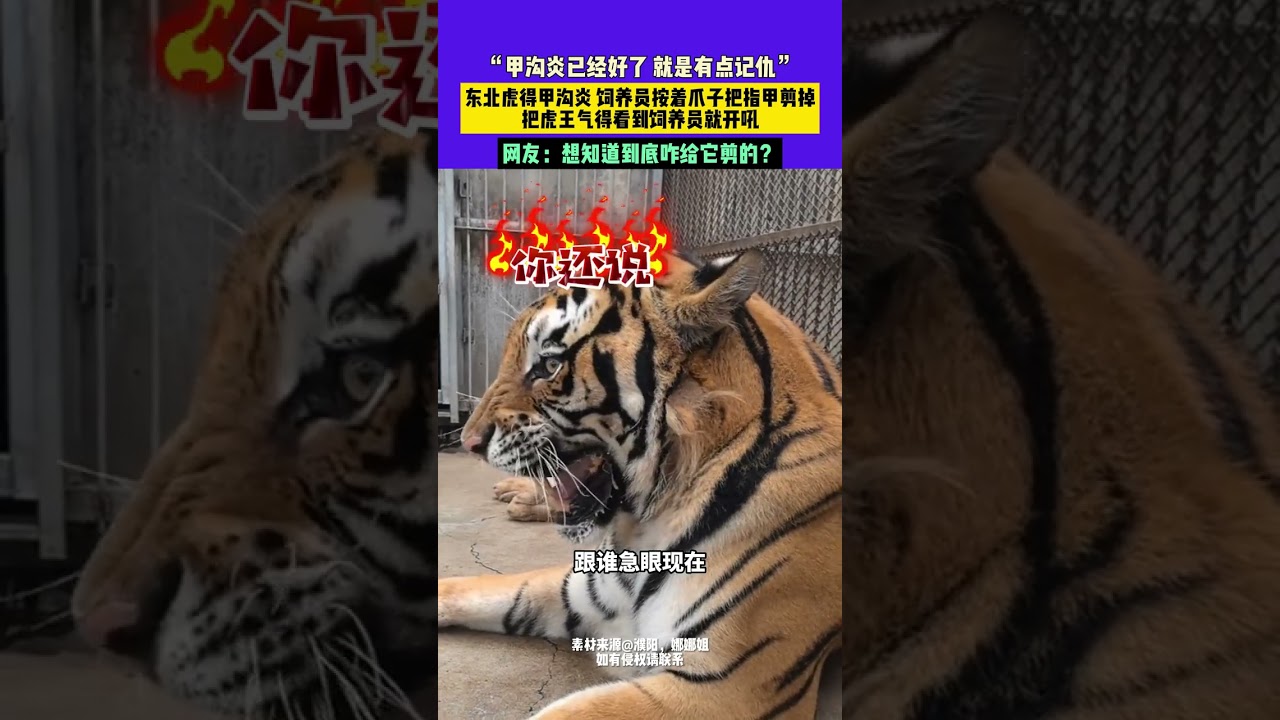 9月16日（采訪）河南濮陽，&ldquo;甲溝炎已經好了 就是有點記仇&rdquo;東北虎得甲溝炎 飼養員按著爪子把指甲剪掉，把虎王氣得看到飼養員就開吼，網友：想知道到底咋給它剪的？ 來源濮陽，娜娜姐 #東北虎 #飼
