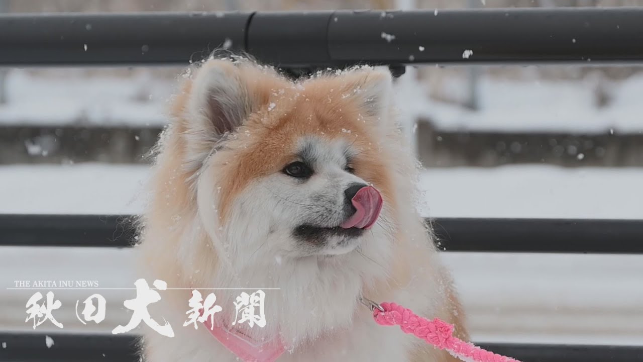 【秋田犬新聞】一人と一匹の大阪旅　大館市の角田さんと桃笑