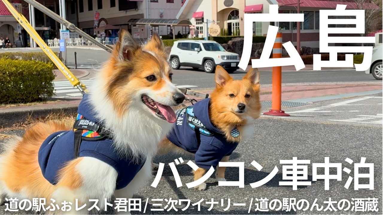 【愛犬バンコン車中泊】温泉にグルメにワインにドッグラン！広島をもっと満喫してきました！【広島】道の駅ふぉレスト君田/三次ワイナリー/道の駅西条のん太の酒蔵/広島みなと公園
