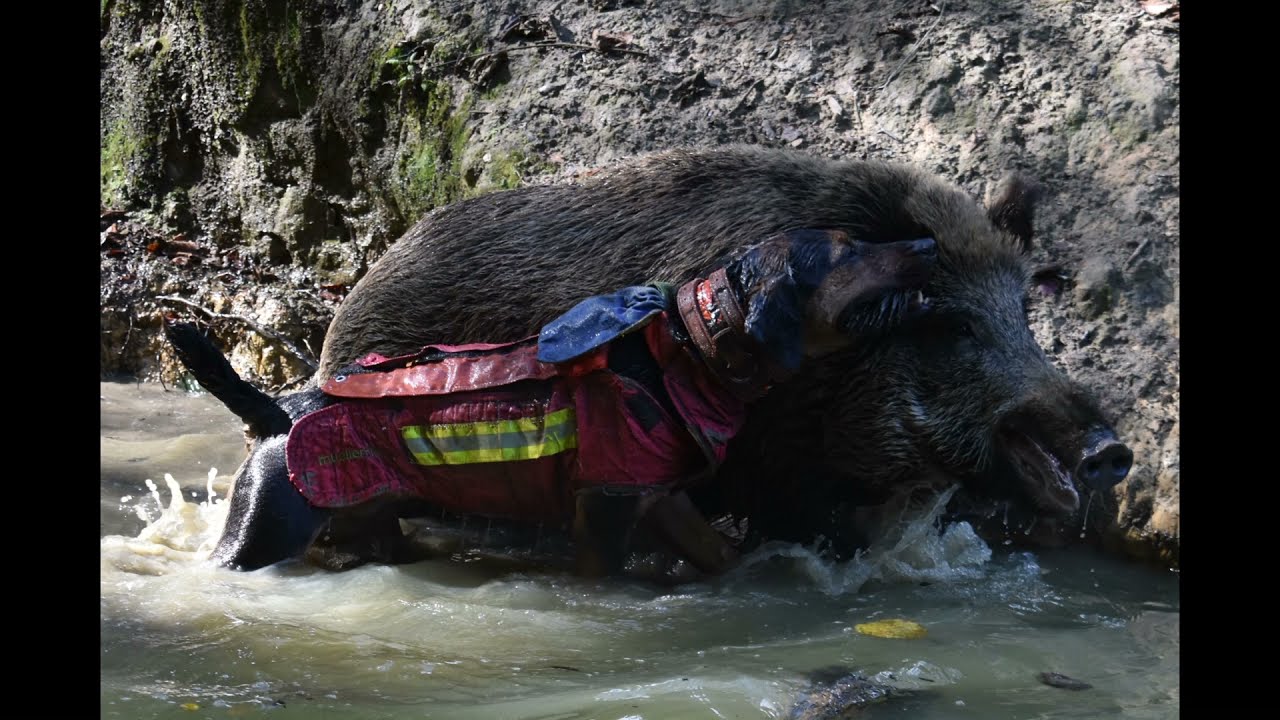 HEIDETERRIER/ Mailo von der Lönsmeute / Niedersäschischer Schwarzwild Jagdterrier / Saujagd