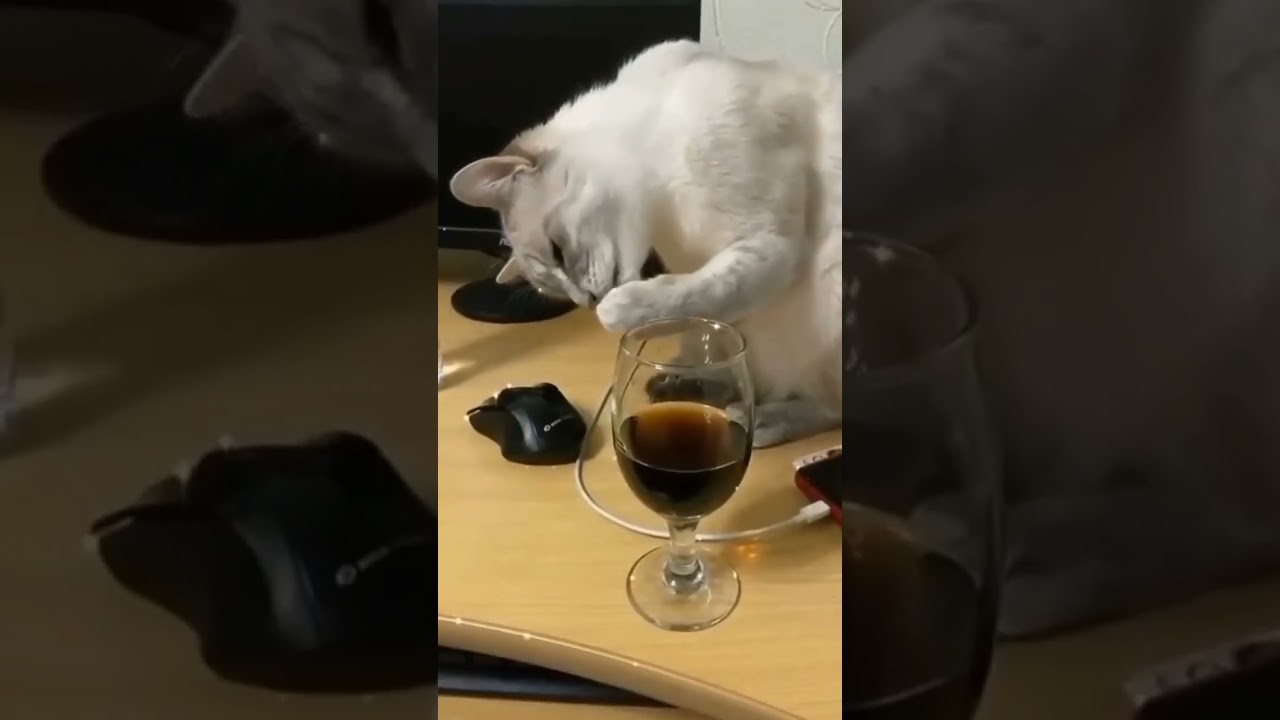 cute cat funny video 😁 #shorts #cau #animals #pets