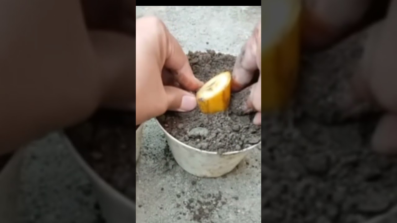 केला का पौधा कैसे लगाएं? how to grow banana plant? banana farming kela ke bonsai paudha kaise banaye