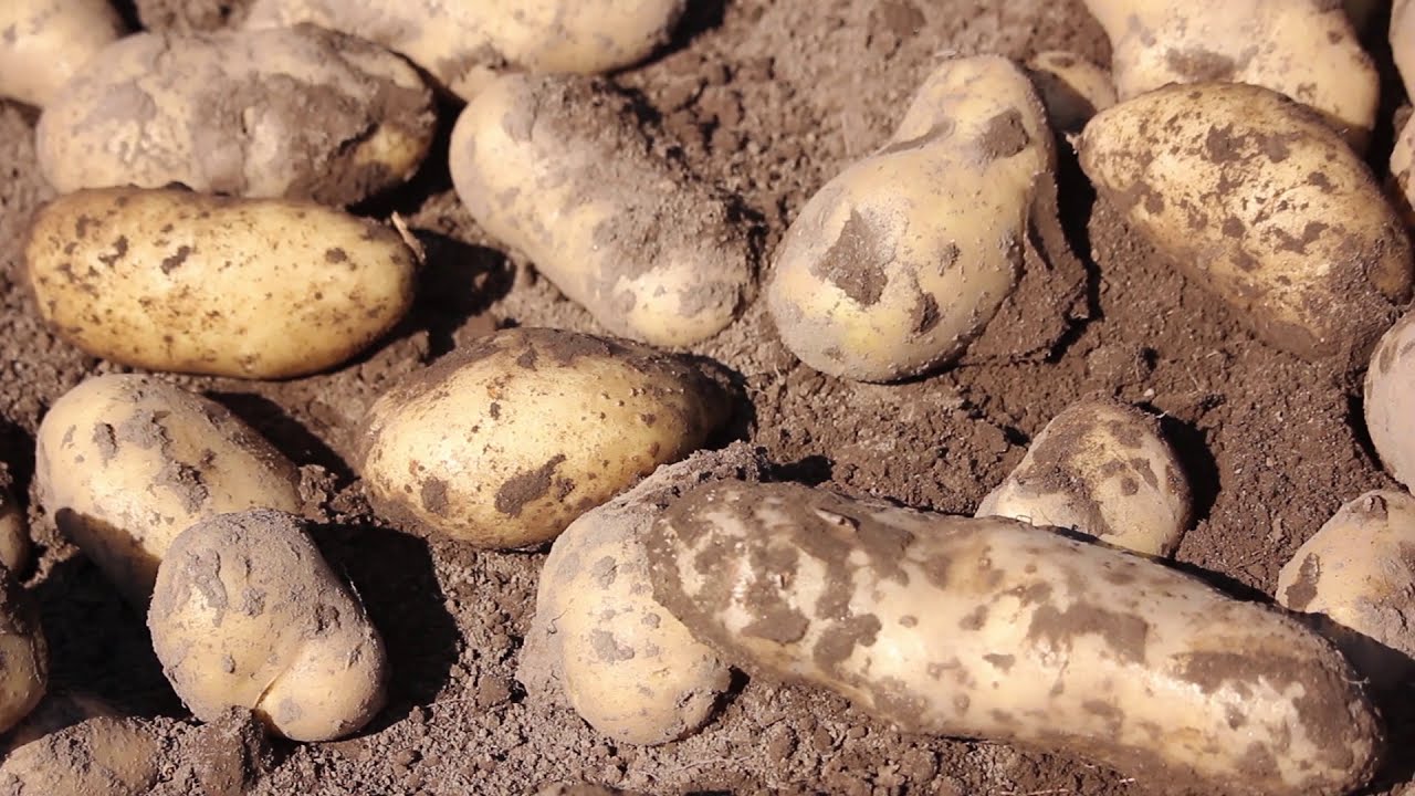 SIEMBRA Y COSECHA TV: Producción de papa en Tucumán. Manejo nutricional.