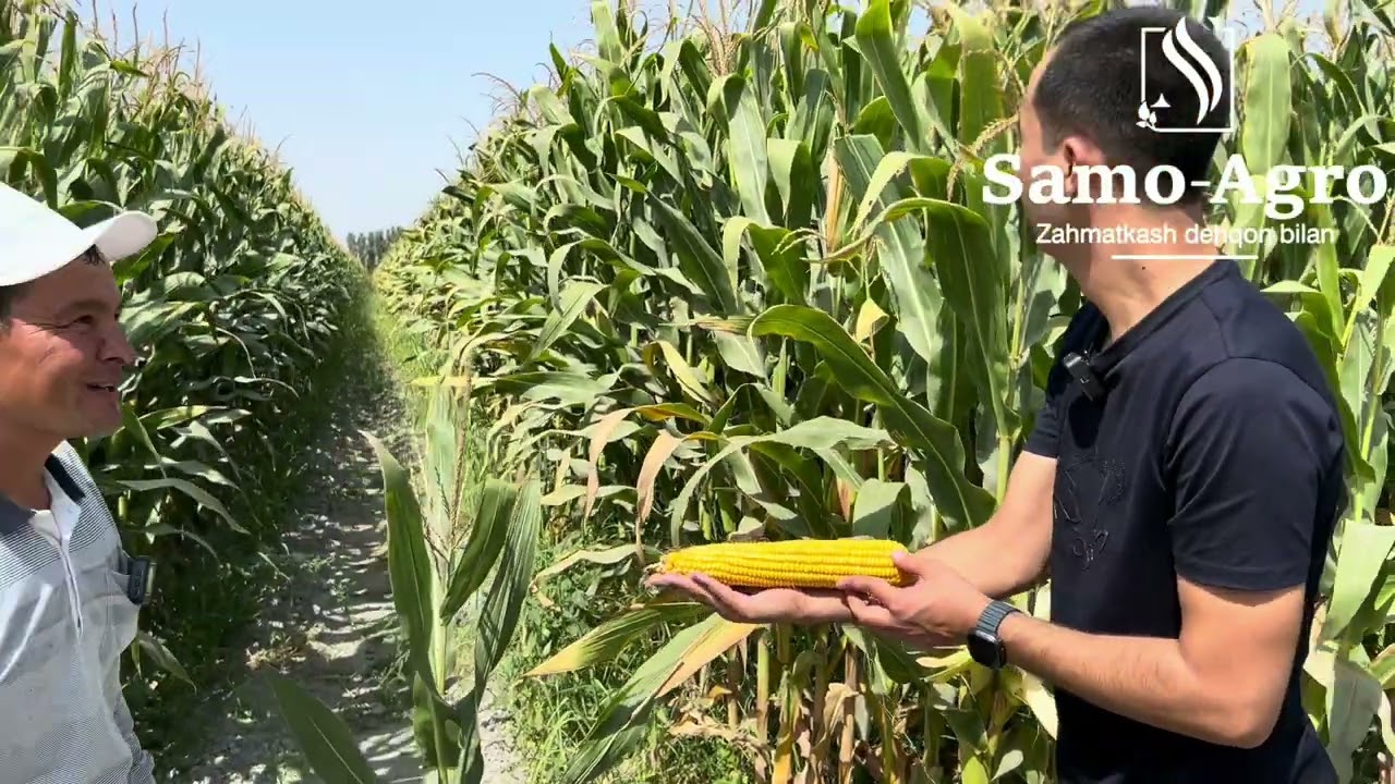 Makkajoxori Zp Hibridi 707 F1 urug'i