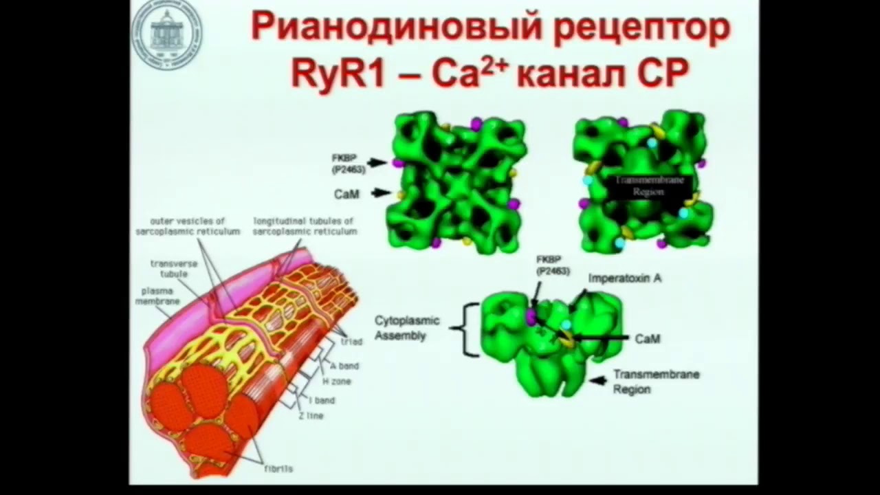 Злокачественная гипертермия Лебединский К.М.