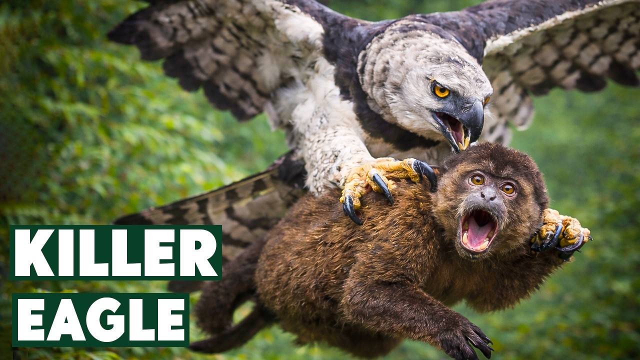 Life or Death: Predator vs Prey in the Amazon Skies | Harpy Eagle Documentary