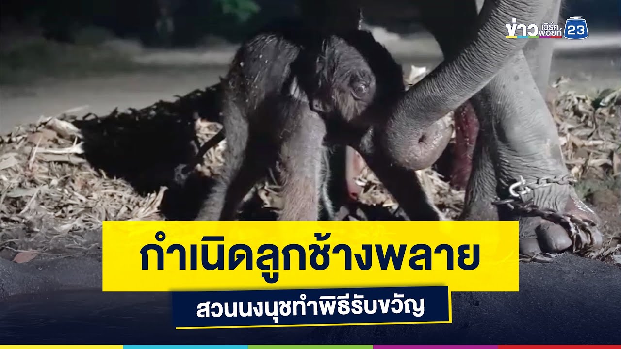 กำเนิดลูกช้างพลาย สวนนงนุชทำพิธีรับขวัญ