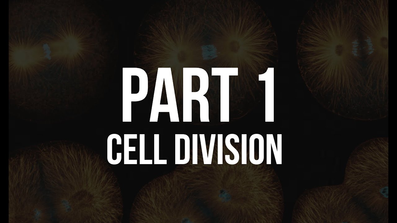 [ Free For All ] - Cell Division - Part 1