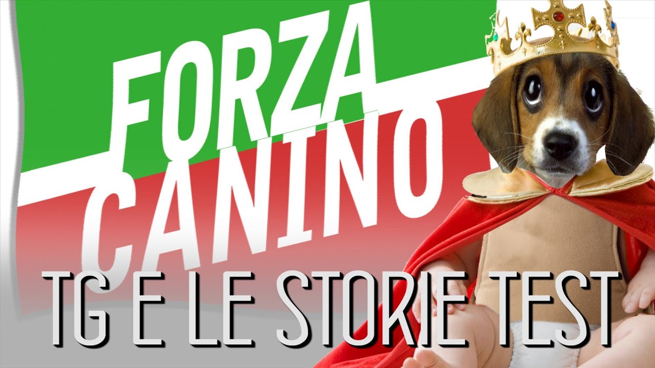 Forza canino! Tg e le Storie Test (parodia Tapparella EELST)